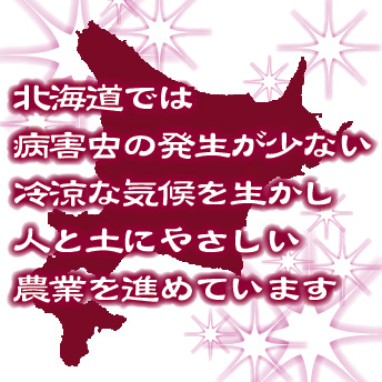 [更にお値打ち価格] 特別価格 令和7年産 無洗米 北海道産 ゆめぴりか20kg(5kgx4袋) 送料無料 北海道沖縄へは別途送料760円 特Ａ獲得米