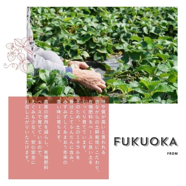 訳ありあまおう 冷凍いちご 3.2kg 福岡県産 美味しさを追求した本物のあまおう 皆が知らない日本の食宝 産地直送 苺 いちご イチゴ お取り寄せ 冷凍フルーツ