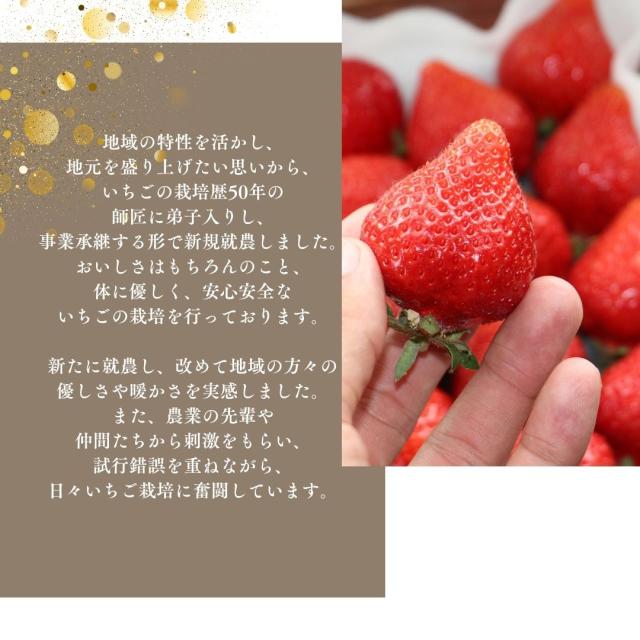 訳ありあまおう 冷凍いちご 3.2kg 福岡県産 美味しさを追求した本物のあまおう 皆が知らない日本の食宝 産地直送 苺 いちご イチゴ お取り寄せ 冷凍フルーツ