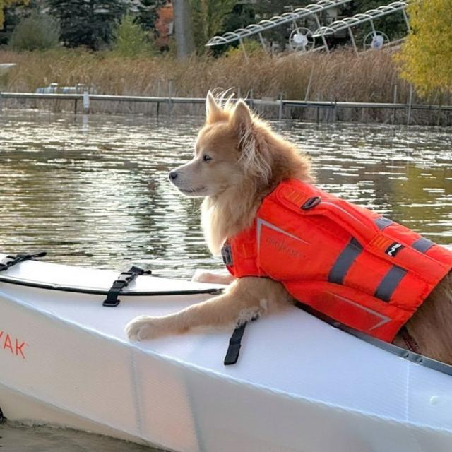 オルカヤック ケーナイン フローテーション デバイス オレンジ Oru Kayak | 犬用ライフジャケット 小型犬 中型犬 大型犬 4サイズ対応 リード ハーネス ハンドル付 浮力補助 高耐久 反射材 カヤック SUP ボート用 ペット用 セーフティギア 海 川 マリンスポーツ