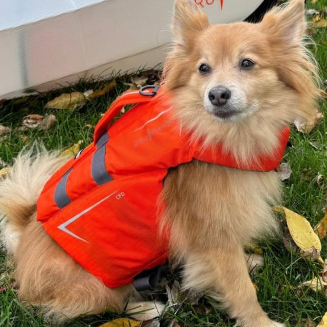 オルカヤック ケーナイン フローテーション デバイス オレンジ Oru Kayak | 犬用ライフジャケット 小型犬 中型犬 大型犬 4サイズ対応 リード ハーネス ハンドル付 浮力補助 高耐久 反射材 カヤック SUP ボート用 ペット用 セーフティギア 海 川 マリンスポーツ