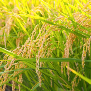 岡山県産 きぬむすめ 米 10kg 5kgx2袋 10キロ 国産米 令和6年産 送料無料 令和 6年 特Aランク 令和六年 令和6年 ブランド米 お米 白米 白米10キロ 白米10キロ送料無料 銘柄米 こめ こめ10キロ ごはん ご飯 白ごはん 白飯_2