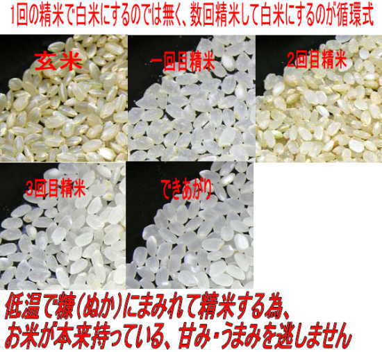 GW期間発送可 特別価格　令和7年産 会津ミルキークイーン白米 10kg(5kgx2) 送料無料 沖縄, 離島は配達不可 無地袋でお届_3