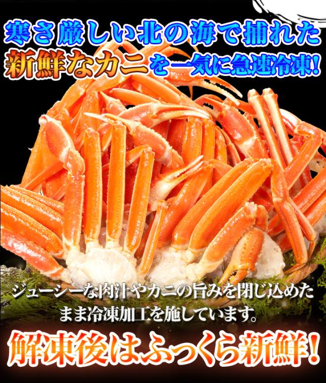 かに カニ 蟹 快適生活 ずわいがに 特特大特選ボイルズワイガニ肩付き脚 総重量:約1.8kg(正味1.5kg) カニ鍋 かにしゃぶ_14