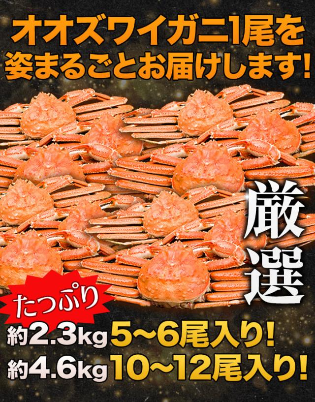 2.3kg ズワイガニ ずわいがに ズワイガニ姿 ずわい姿 カニ姿 ズワイガニ味噌 ボイルズワイ ずわい蟹 厳選北海道産ボイルオオズワイガニ姿 快適生活 カニ鍋 総重量:約2.3kg(5〜6尾 正味2kg)_4