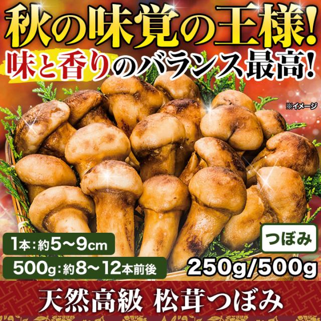マツタケ まつたけ 天然 快適生活 天然高級 松茸つぼみ 250g つぼみ 土瓶蒸し 松茸ご飯 秋 和食_1