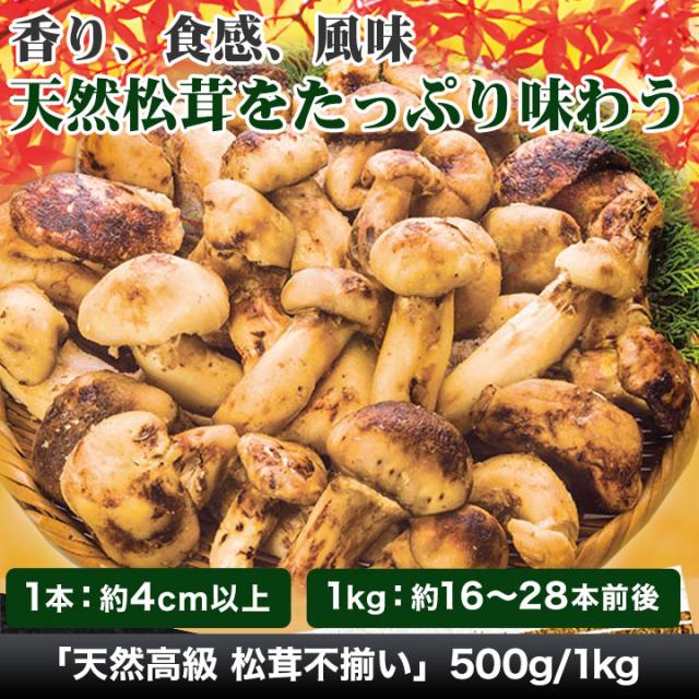 マツタケ まつたけ 天然 快適生活 天然高級 松茸不揃い 1kg 土瓶蒸し 松茸ご飯 秋 和食_1