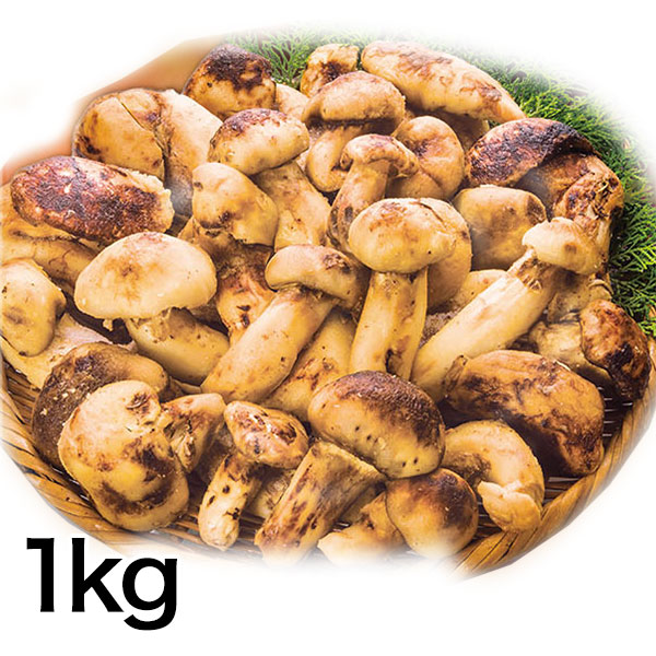 マツタケ まつたけ 天然 快適生活 天然高級 松茸不揃い 1kg 土瓶蒸し 松茸ご飯 秋 和食