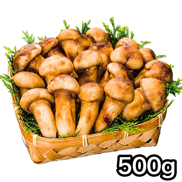 マツタケ まつたけ 天然 快適生活 天然高級 松茸つぼみ 500g つぼみ 土瓶蒸し 松茸ご飯 秋 和食