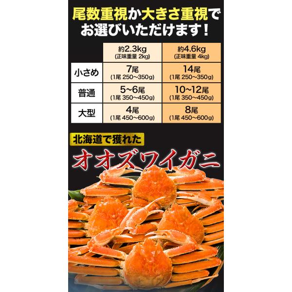 期間限定タイムセール  2.3kg 普通サイズ 北海道産オオズワイガニ姿(ボイル済) ズワイ ずわい ずわいがに ズワイガニ ズワイ蟹 ずわい蟹 全国送料無料_3