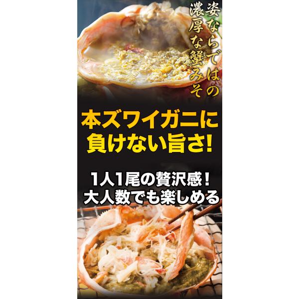 期間限定タイムセール  2.3kg 普通サイズ 北海道産オオズワイガニ姿(ボイル済) ズワイ ずわい ずわいがに ズワイガニ ズワイ蟹 ずわい蟹 全国送料無料_4