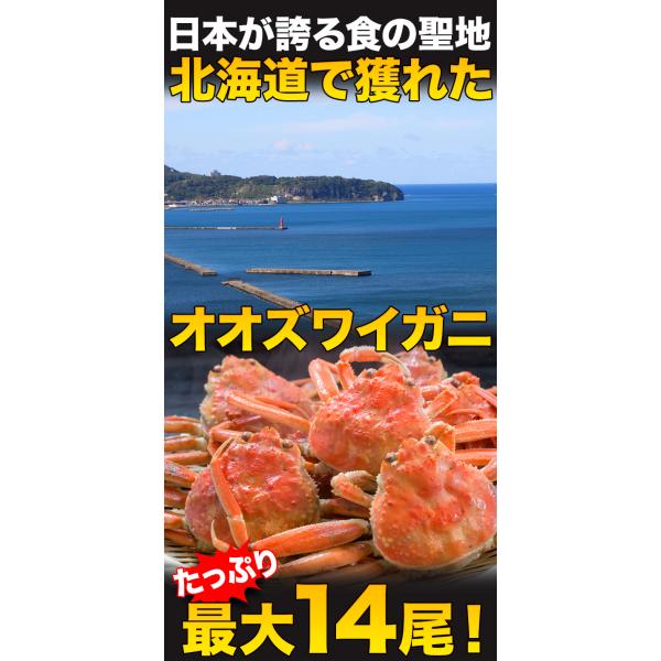 期間限定タイムセール  2.3kg 普通サイズ 北海道産オオズワイガニ姿(ボイル済) ズワイ ずわい ずわいがに ズワイガニ ズワイ蟹 ずわい蟹 全国送料無料_8