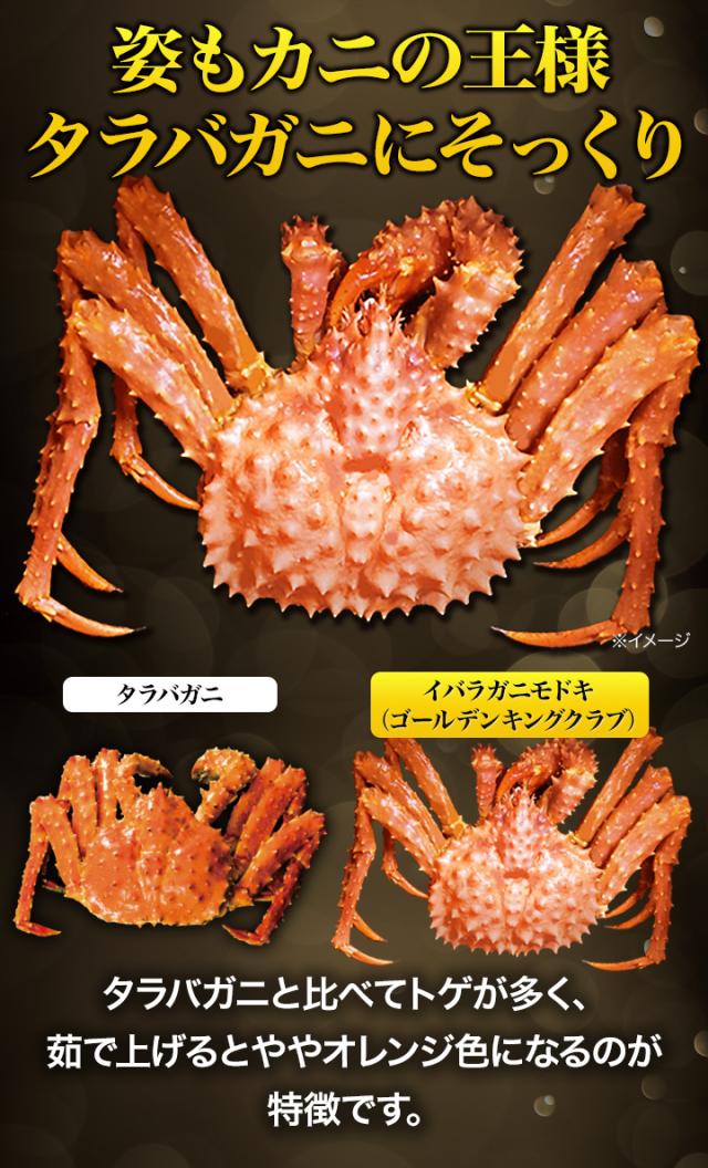 期間限定タイムセール 3kg イバラガニモドキ ゴールデンキングクラブ肩付脚(ボイル済) いばらがに ボイル 蟹 カニ 満足良品館 満足良品館カニ 全国送料無料_4