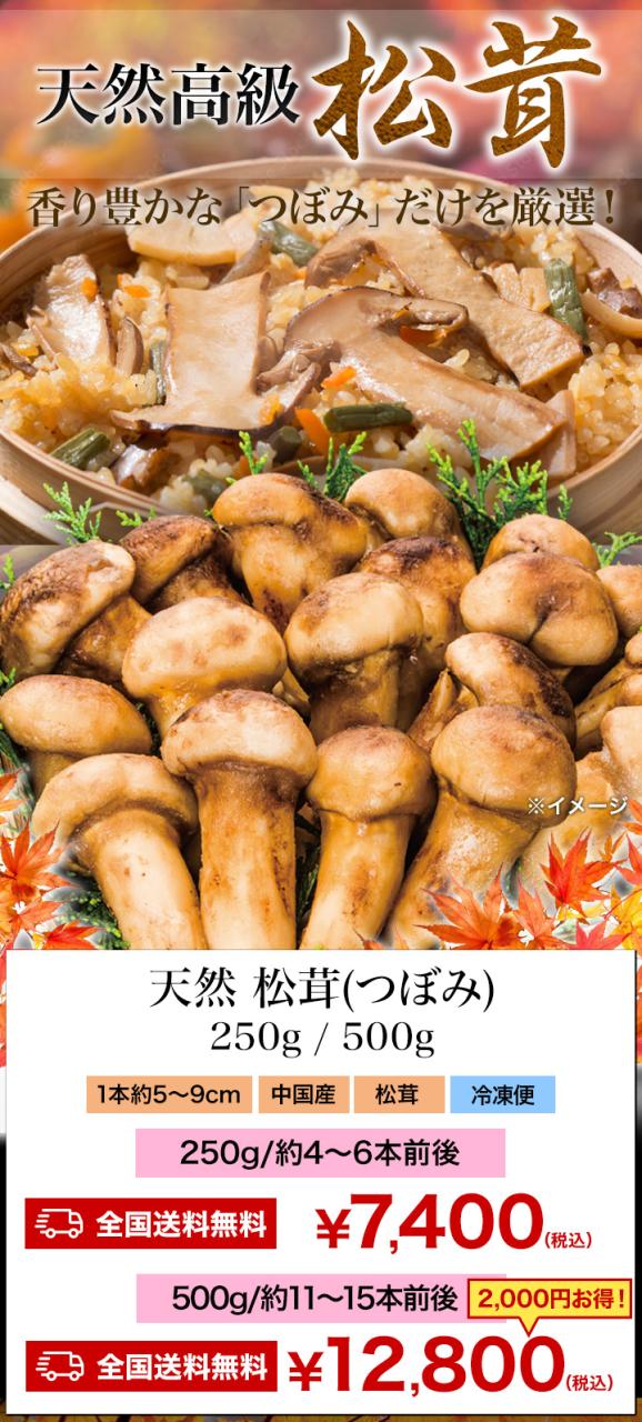 500g 天然松茸(つぼみ) 2袋 まつたけ マツタケ 松茸ご飯 炊き込みご飯 きのこ お吸い物 冷凍 お土産 お祝い プレゼント ギフト おすすめ 満足良品館 送料無料_1
