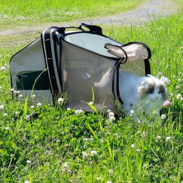 ２ＷＡＹタイプ　猫　キャリー　バッグ　拡張可能　２ｗａｙ　ペットハウス　中・大型猫用・小型犬・うさぎ用　ペットキャリー　バッグ_3