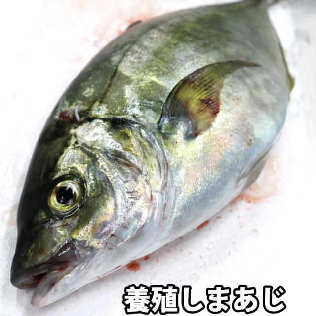 しまあじ 1kg 養殖 シマアジ 刺身 （冷蔵便）の通販は 5,022円