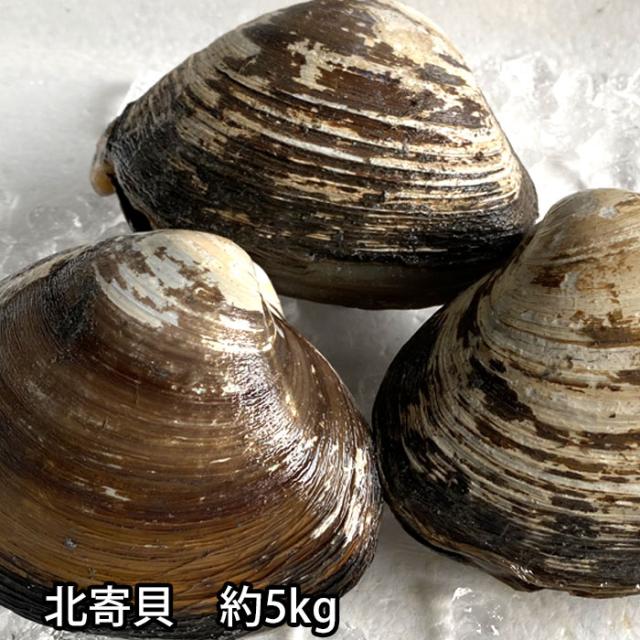 北寄貝 殻付き 活き 約5kg ホッキガイ 貝 生きてる 冷蔵便の通販は