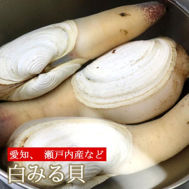 白ミル貝 活き 約3kg しろみるがい シロミルガイ 貝 白みる貝 生きてる 冷蔵便の通販は
