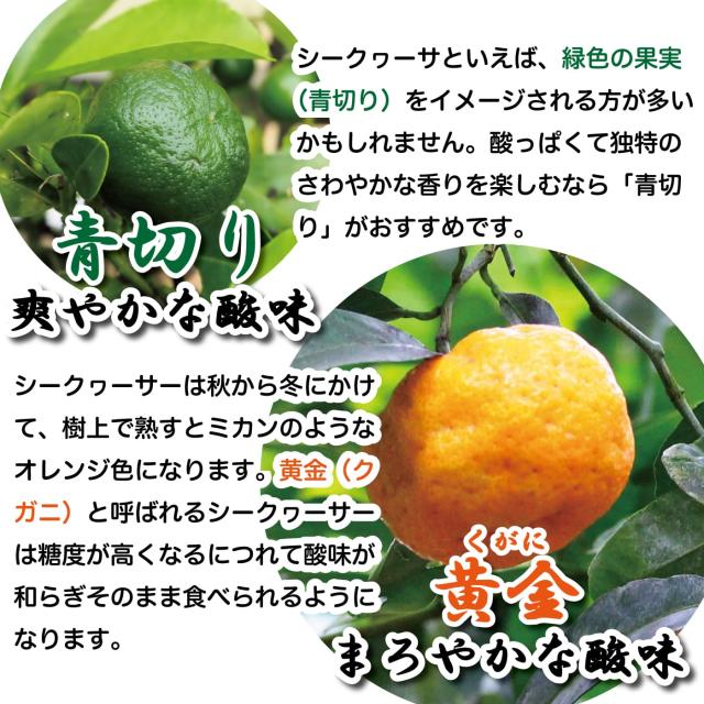 黄金シークワーサー 500ml ×12本セット マイルドタイプ 原液 山原 やんばる 沖縄産 シークヮーサー 果汁100％ ジュース ストレート ノビレチン 琉球フロント_2