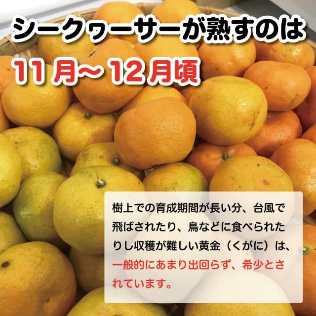 黄金シークワーサー 500ml ×12本セット マイルドタイプ 原液 山原 やんばる 沖縄産 シークヮーサー 果汁100％ ジュース ストレート ノビレチン 琉球フロント_3