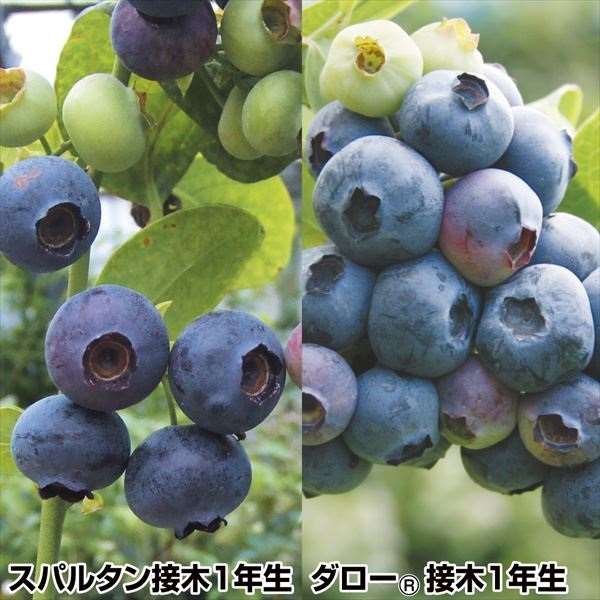 果樹苗 ブルーベリー 接木美味ハイブッシュ系セット 2種2株 