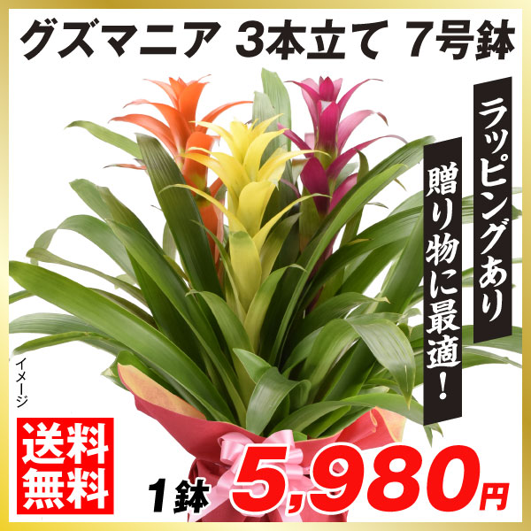 観葉植物 グズマニア３本立て 7号鉢 1株 