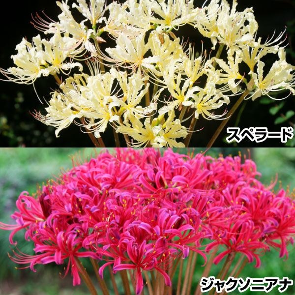 夏植え球根 美色リコリスセット 2種12球