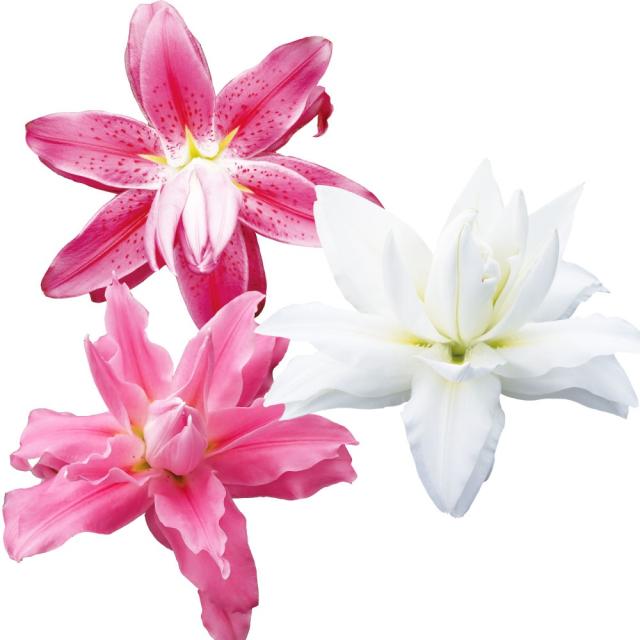 ユリ 球根 12月咲八重咲きオリエンタルリリーセット 3種18球