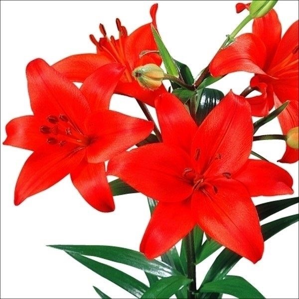 すかしユリ 球根 赤花 40球 種・苗