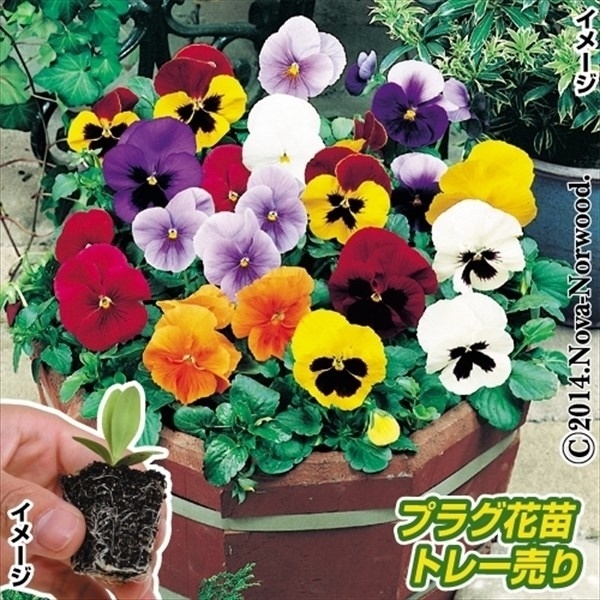 プラグ花苗 パンジーいろいろミックス 1トレー (70本入・花色無選別) 