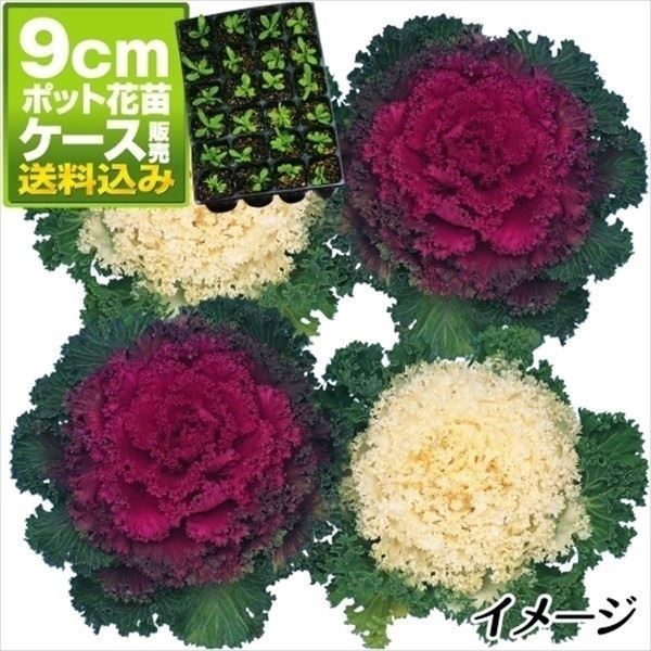 ケース花苗 葉牡丹縮緬系ミックス(無選別) 48株（2ケース）