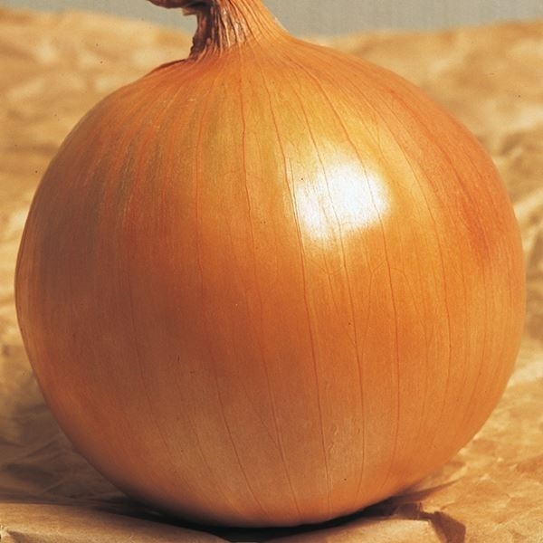 玉ねぎ苗（中晩生）F1ネオアース 1000本