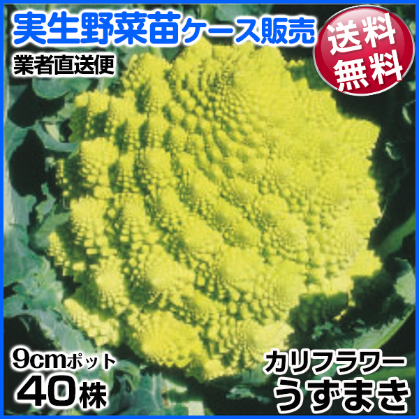 野菜苗ケース販売 カリフラワー うずまき 1ケース(40株入) 送料無料 /業者直送便 10月発送