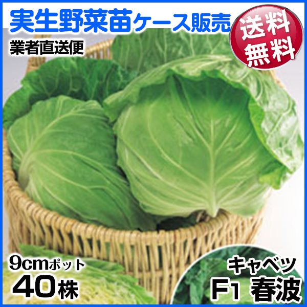 野菜苗ケース販売 キャベツ F1春波 1ケース(40株入) 送料無料 /業者直送便 10月発送 種・苗