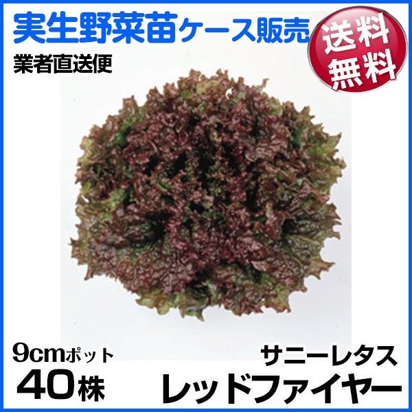 野菜苗ケース販売 サニーレタス(赤） レッドファイヤー 1ケース(40株入) 送料無料 /業者直送便 10月発送