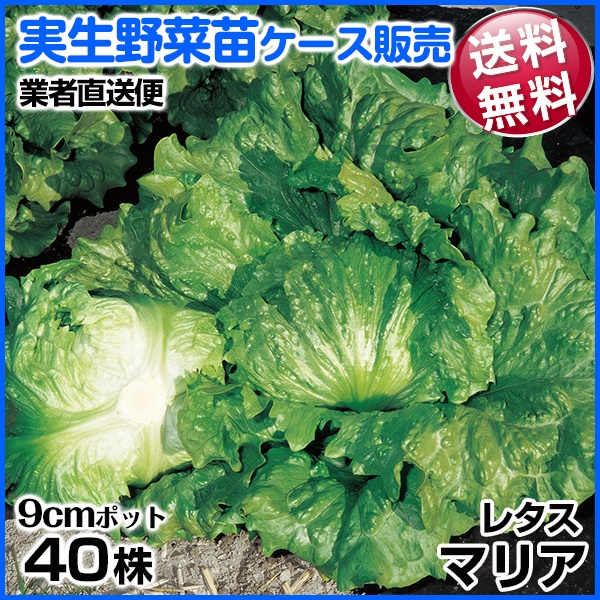 実生野菜苗 レタス マリア 10月発送 1ケース(40株入) 送料無料 /業者直送便 