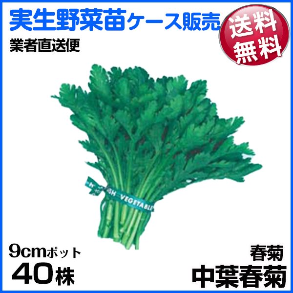 野菜苗ケース販売 春菊 中葉春菊 1ケース(40株入) 送料無料 /業者直送便 11月発送