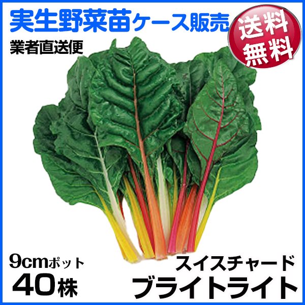 野菜苗ケース販売 スイスチャード ブライトライト 1ケース(40株入) 送料無料 /業者直送便 11月発送