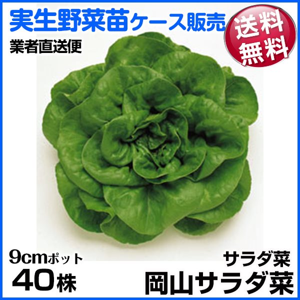 野菜苗ケース販売 サラダ菜 岡山サラダ菜 1ケース(40株入) 送料無料 /業者直送便 12月発送