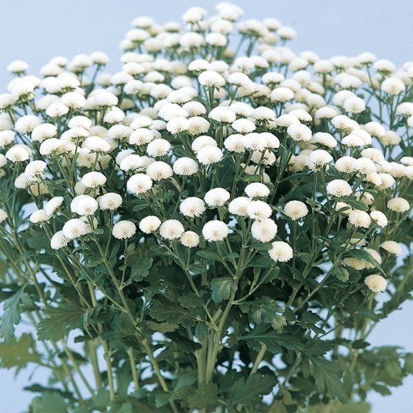 種 花たね マトリカリア クラウンホワイト 1袋（40粒） 