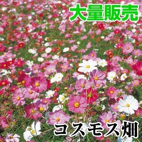 種 花たね 大量たね コスモス畑 1袋（500g）