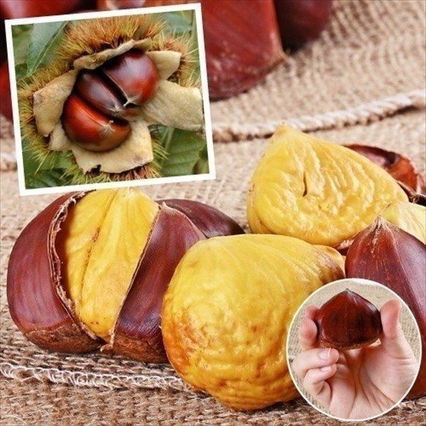 果樹苗 クリ ぽろたんPVP 3株