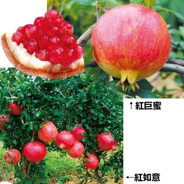 果樹苗 ザクロセット 2種2株 