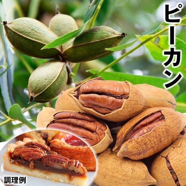 果樹苗 ピーカン 大粒ピーカンセット 2種2株 