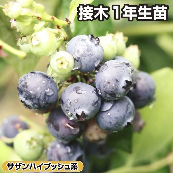 果樹苗 サザンハイブッシュ系ブルーベリー シャープブルー 接木1年生苗 1株 