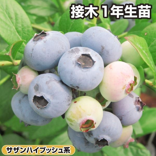 果樹苗 サザンハイブッシュ系ブルーベリー ニューハノーバー 接木1年生苗 1株 
