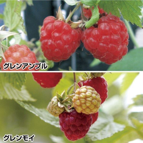果樹苗 キイチゴ トゲなしラズベリーセット 2種2株 