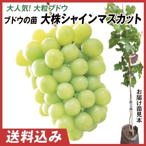 果樹苗 大株ブドウ 大株シャインマスカットPVP 1株