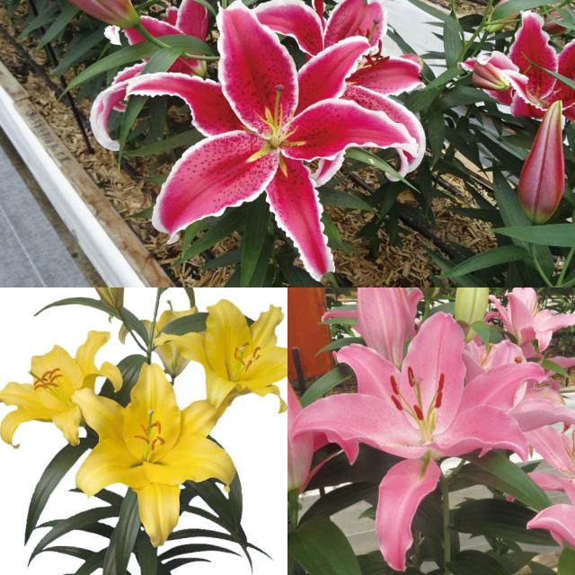 オリエンタルリリー　アソート⑦ 国華園オンラインショップ / ユリ 球根 切花向きオリエンタルリリーBセット