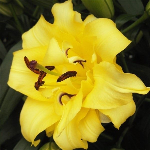 ユリ 球根 八重咲ユリ エキゾチックサン 10球